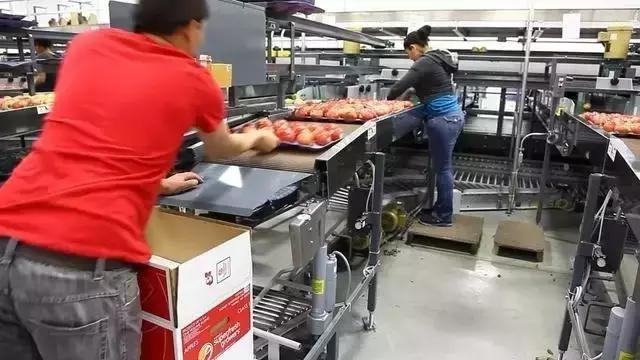 蘋果的流水線打包全過程 太壯觀了! 水果